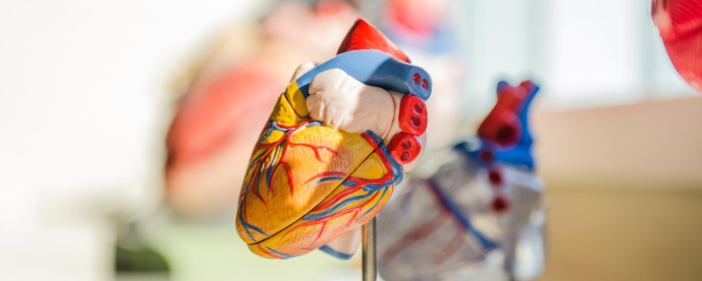 An anatomic model of the heart.