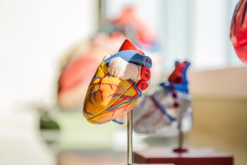 An anatomic model of the heart.